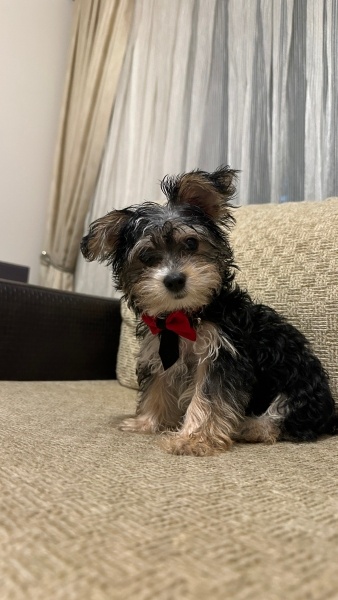 Yorkshire Terrier, Köpek  Paşa fotoğrafı