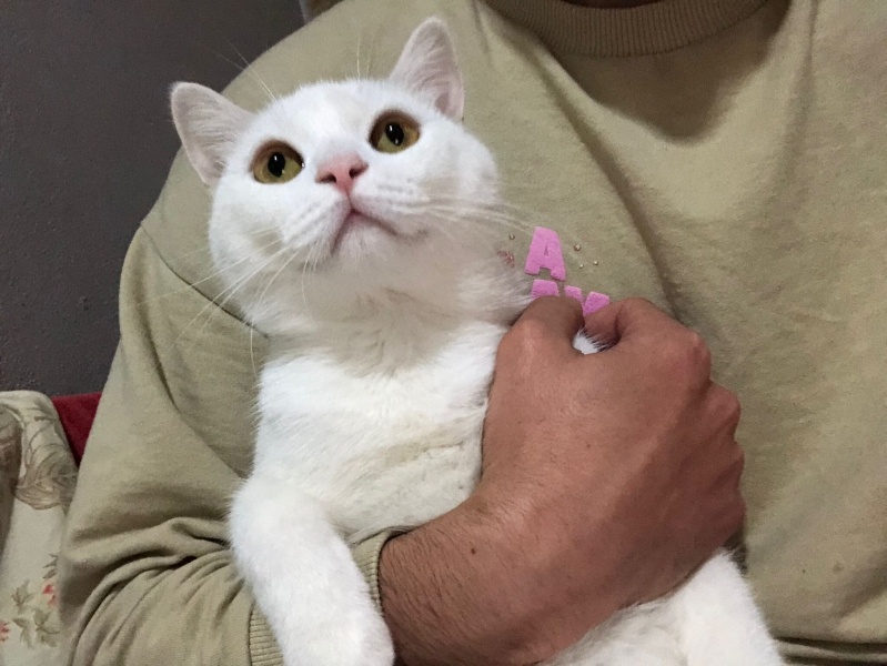 Ankara Kedisi, Kedi  Lekeli fotoğrafı