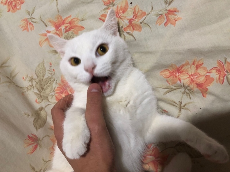 Ankara Kedisi, Kedi  Lekeli fotoğrafı