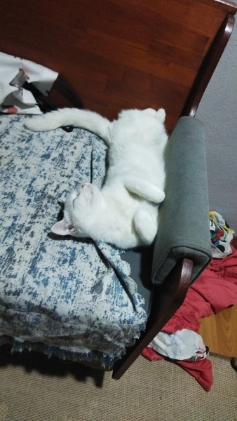 Ankara Kedisi, Kedi  Lekeli fotoğrafı