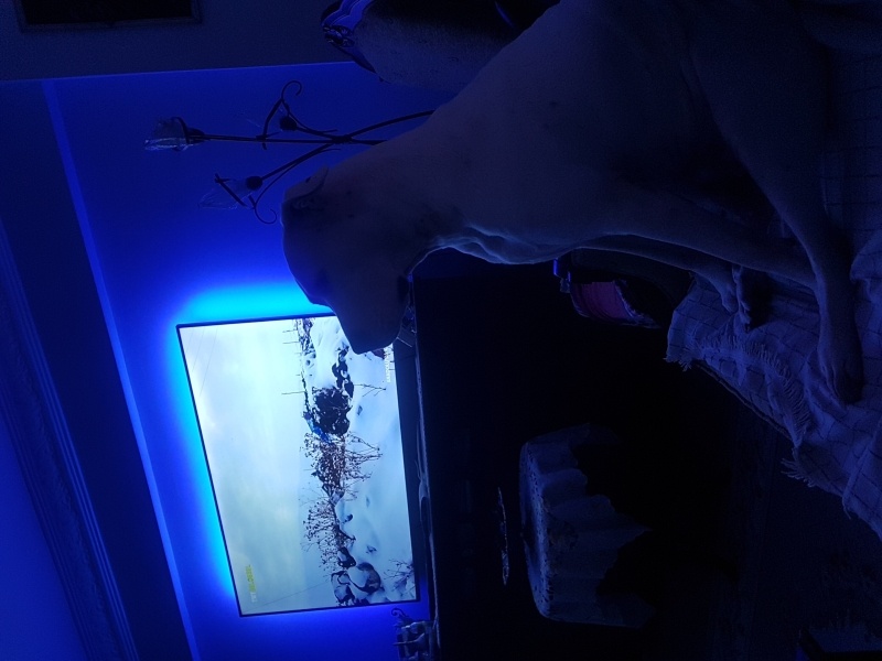 Dogo Arjantin, Köpek  Şila fotoğrafı