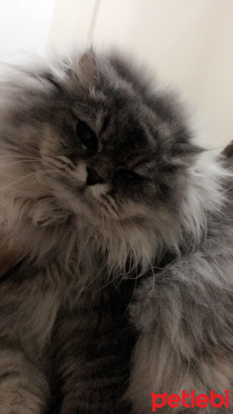 Chinchilla, Kedi  Chila fotoğrafı