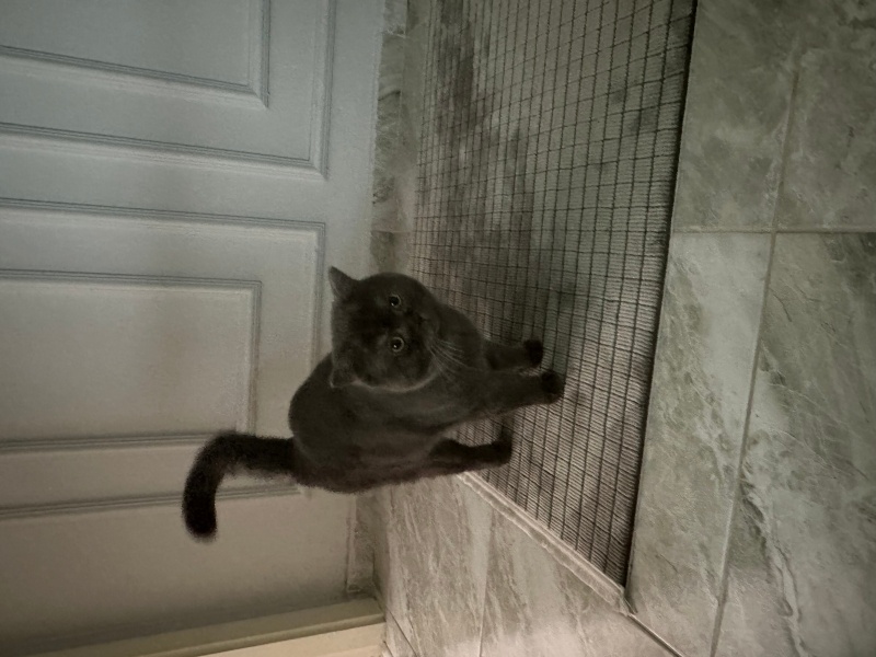 British Shorthair, Kedi  Duman fotoğrafı