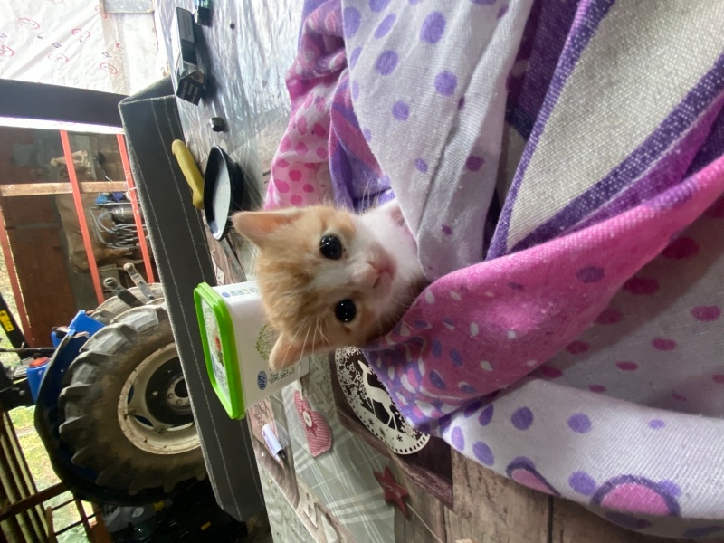 Tekir Kedi, Kedi  minnoş fotoğrafı