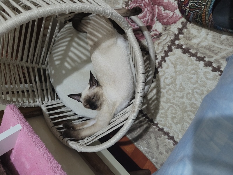 Siyam Kedisi, Kedi  Mia fotoğrafı