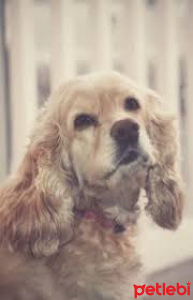Cavalier King Charles Spanieli, Köpek  Jarvant fotoğrafı