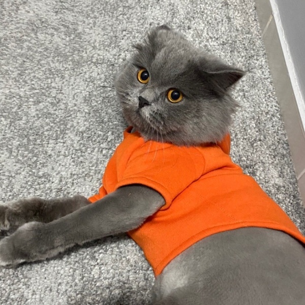 British Longhair, Kedi  Nıknık fotoğrafı