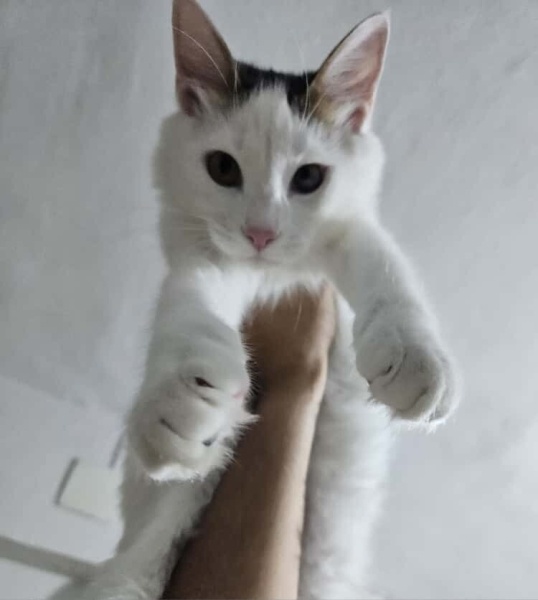 Tekir Kedi, Kedi  Chucky fotoğrafı