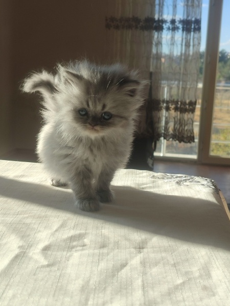 British Longhair, Kedi  Süt fotoğrafı
