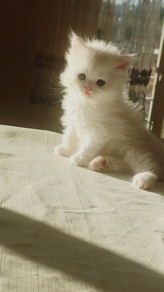 British Longhair, Kedi  Süt fotoğrafı