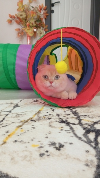 Scottish Fold, Kedi  Miço fotoğrafı