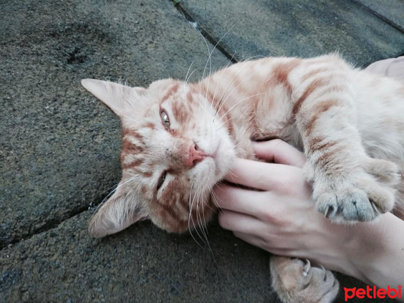 Tekir Kedi, Kedi  Ginger fotoğrafı