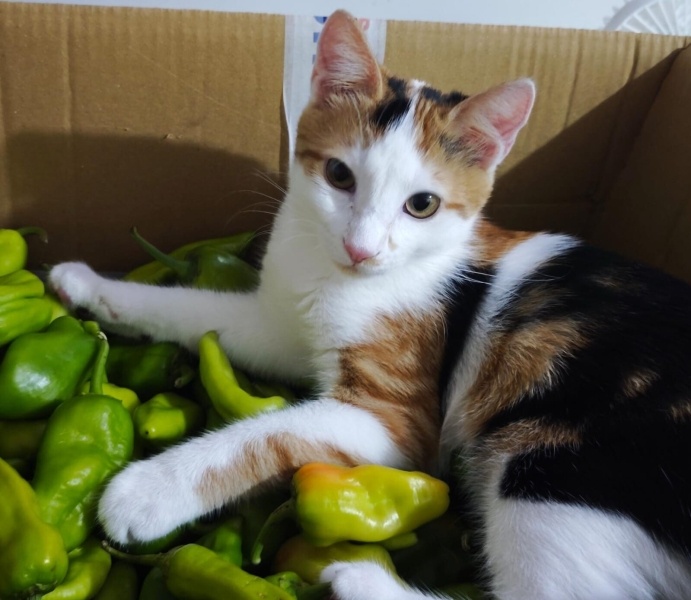 Tekir Kedi, Kedi  Mira fotoğrafı