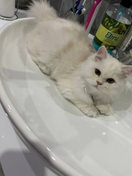 British Longhair, Kedi  Latte fotoğrafı