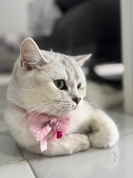 British Shorthair, Kedi  Poena fotoğrafı