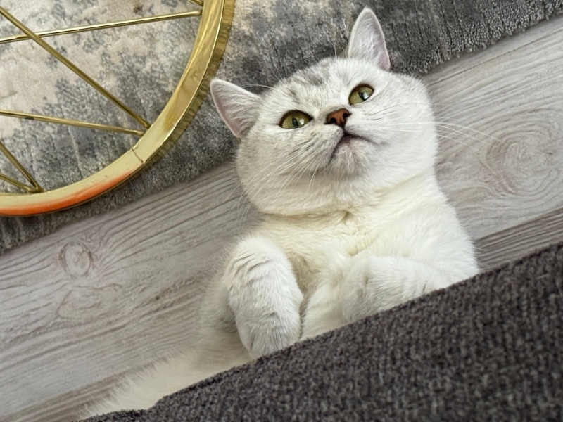 British Shorthair, Kedi  Poena fotoğrafı