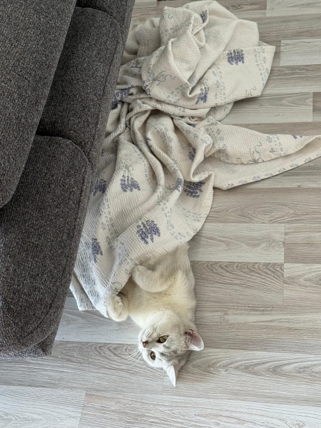 British Shorthair, Kedi  Poena fotoğrafı