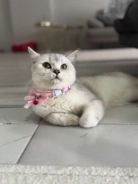 British Shorthair, Kedi  Poena fotoğrafı