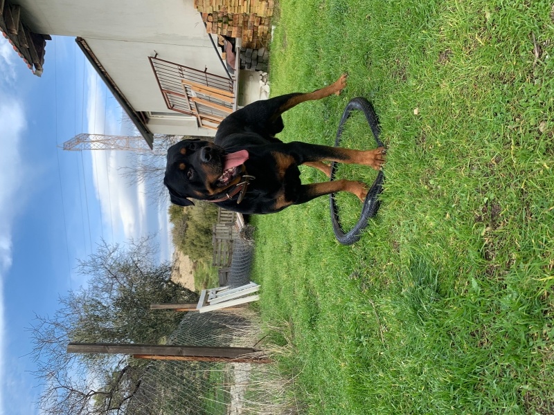 Rottweiler, Köpek  Efe fotoğrafı