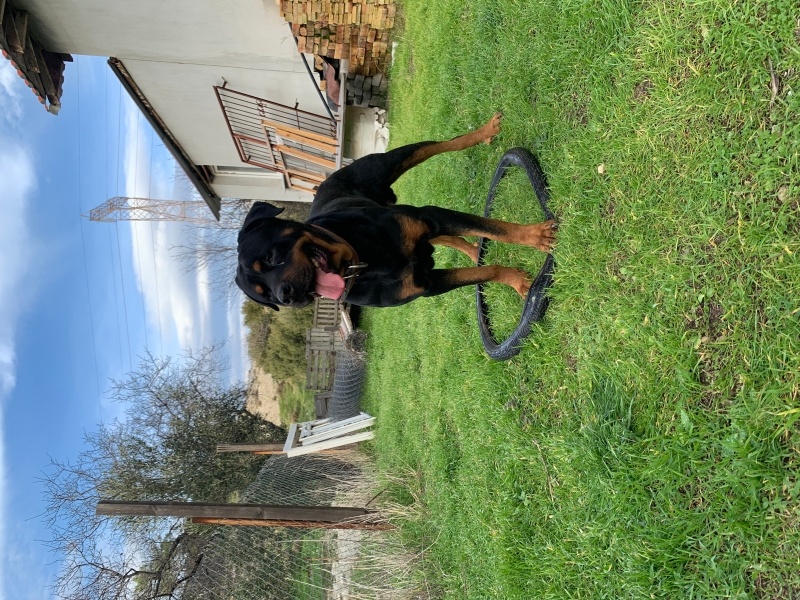 Rottweiler, Köpek  Efe fotoğrafı