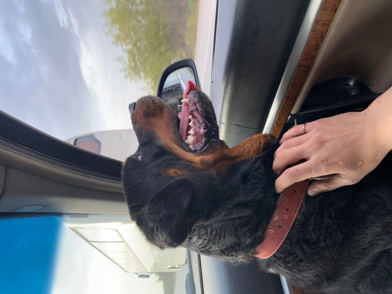 Rottweiler, Köpek  Efe fotoğrafı