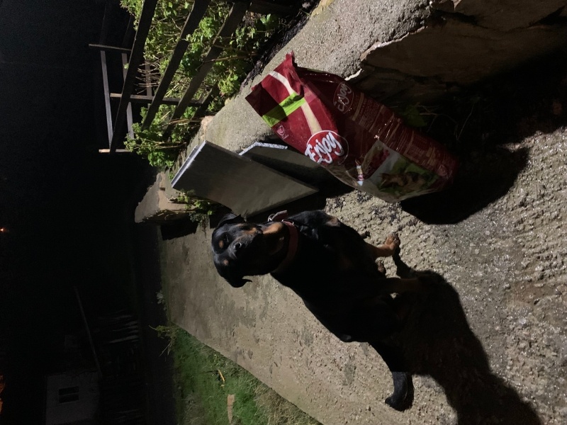 Rottweiler, Köpek  Efe fotoğrafı