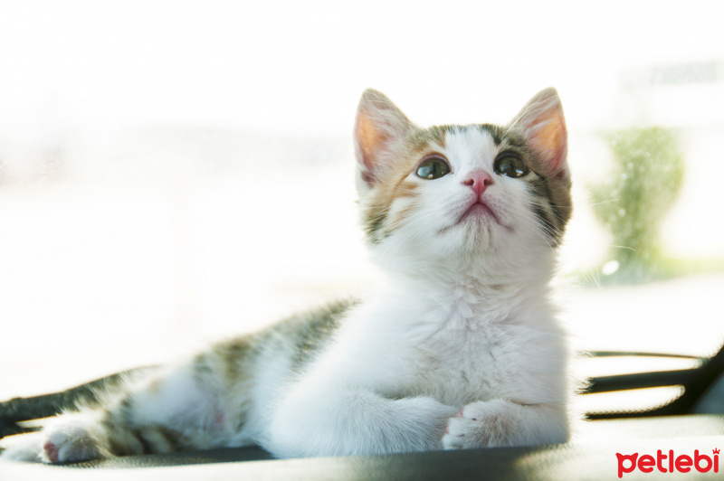 Soke, Kedi  Boncuk fotoğrafı