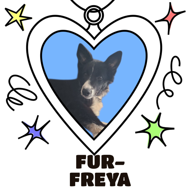 Border Collie, Köpek  Freya fotoğrafı