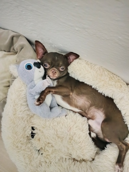 Chihuahua, Köpek  Pontus fotoğrafı