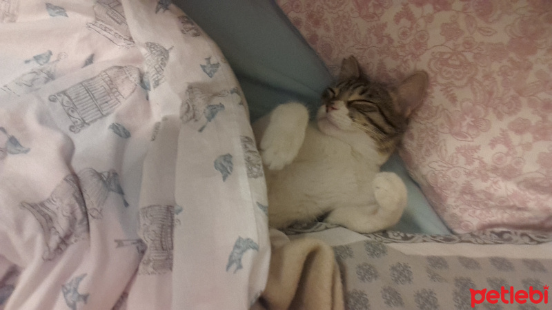 Tekir Kedi, Kedi  cipsi fotoğrafı