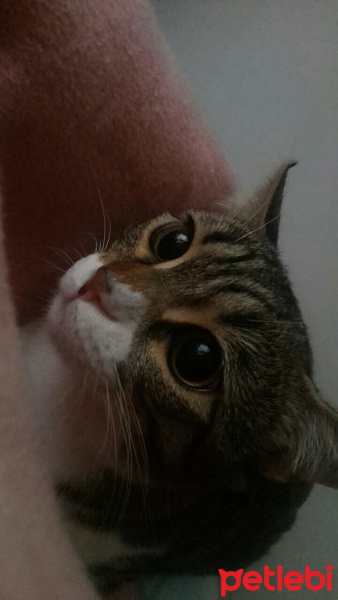 Tekir Kedi, Kedi  cipsi fotoğrafı