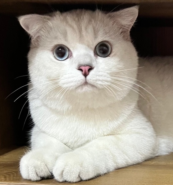 Scottish Fold, Kedi  Maya fotoğrafı