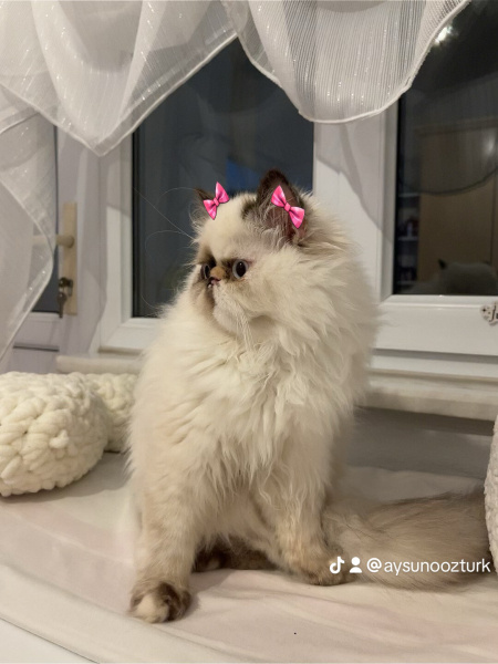 İran Kedisi (Persian), Kedi  Petra fotoğrafı