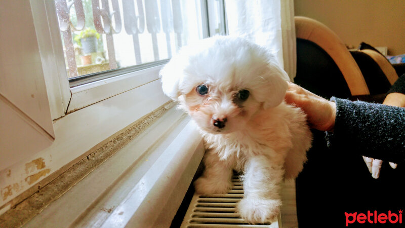 Maltese, Köpek  budi fotoğrafı