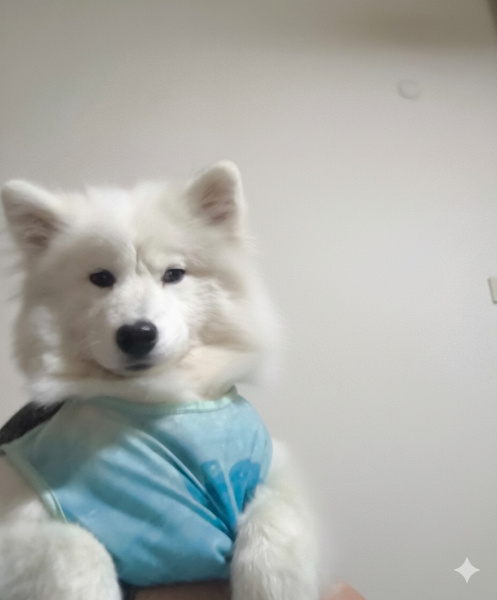 Samoyed, Köpek  Luna fotoğrafı
