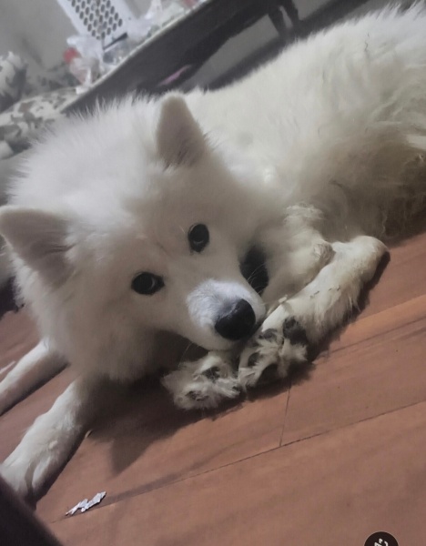 Samoyed, Köpek  Luna fotoğrafı