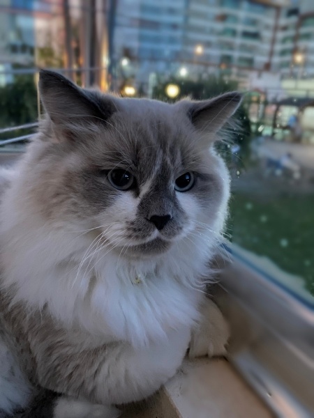 British Longhair, Kedi  Cookie fotoğrafı