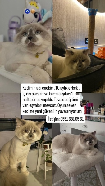 British Longhair, Kedi  Cookie fotoğrafı