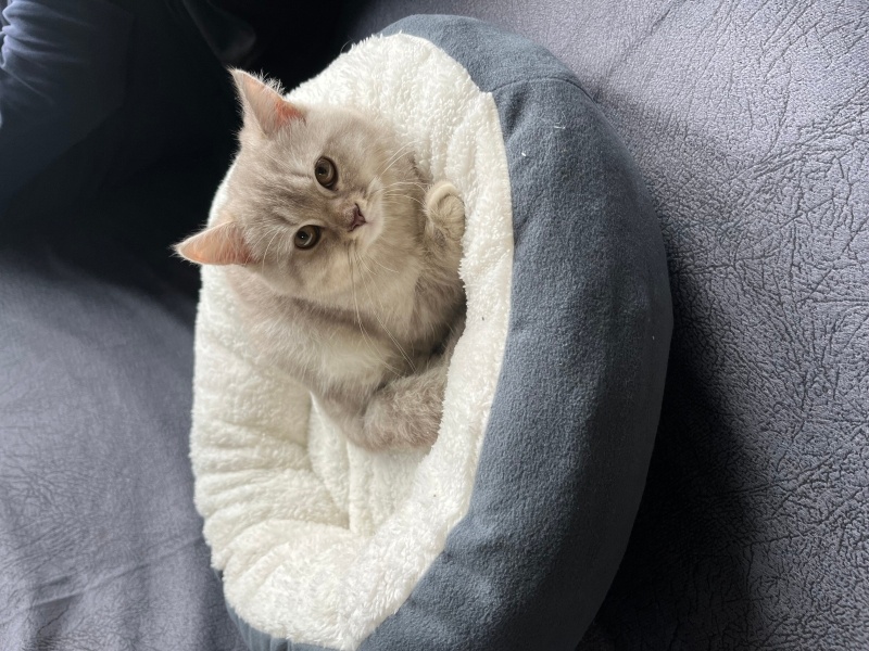 British Shorthair, Kedi  Zeus fotoğrafı