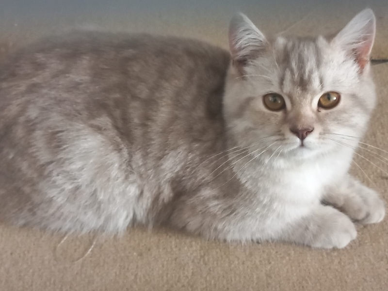 British Shorthair, Kedi  Zeus fotoğrafı