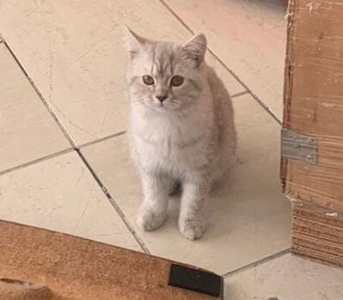 British Shorthair, Kedi  Zeus fotoğrafı