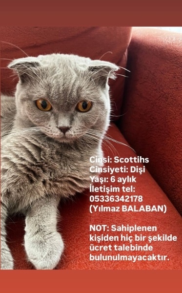 Scottish Fold, Kedi  Puma fotoğrafı