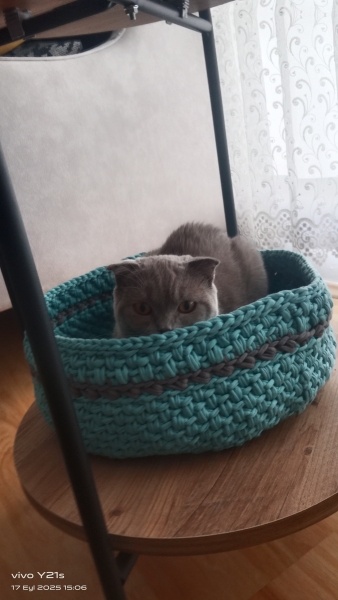 Scottish Fold, Kedi  Puma fotoğrafı