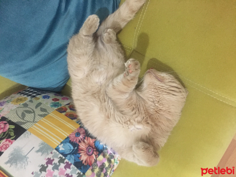 British Shorthair, Kedi  Badem fotoğrafı