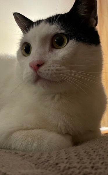 Tuxedo (Smokin) Kedi, Kedi  mimik fotoğrafı