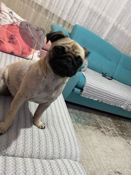 Pug, Köpek  Lucy fotoğrafı