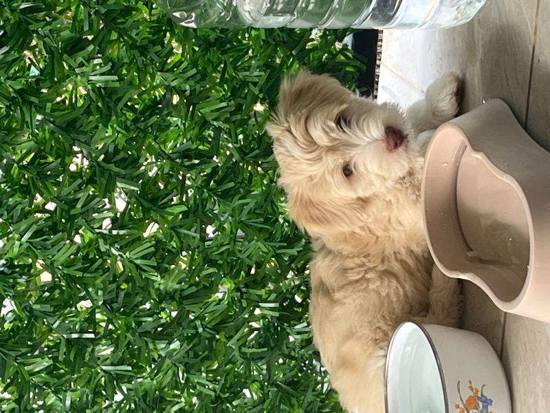 Maltese, Köpek  Yok fotoğrafı