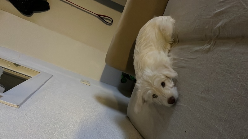 Maltese, Köpek  Yok fotoğrafı