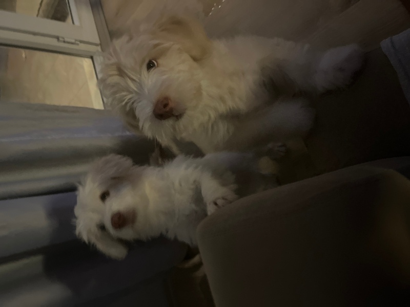 Maltese, Köpek  Yok fotoğrafı