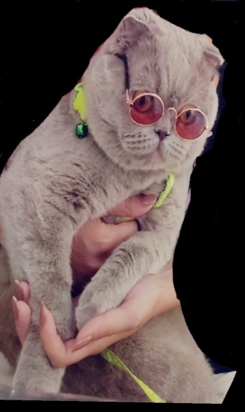 Scottish Fold, Kedi  Rio fotoğrafı